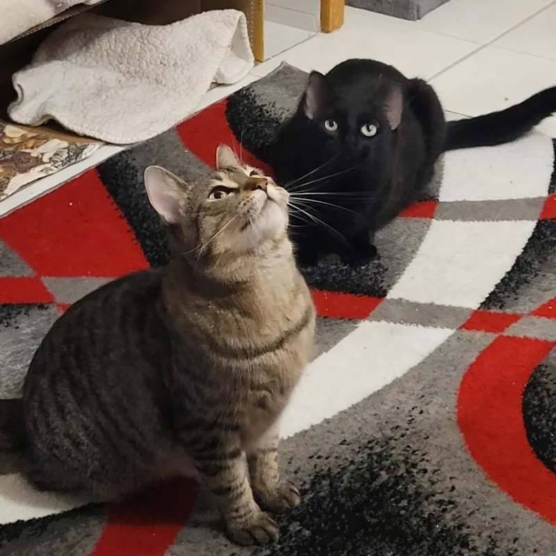 An adult large-sized male Black Domestic Short Hair cat named Scooby for adoption in Chaska, MN