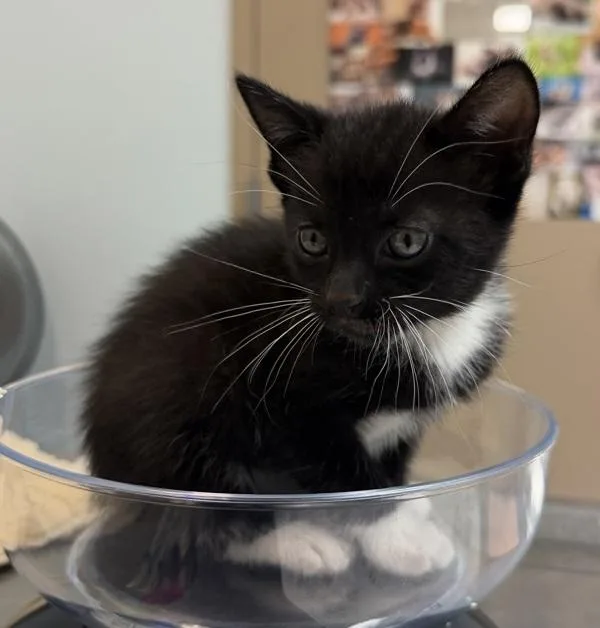 A baby small-sized female Domestic Short Hair cat named Kate for adoption in San Diego, CA