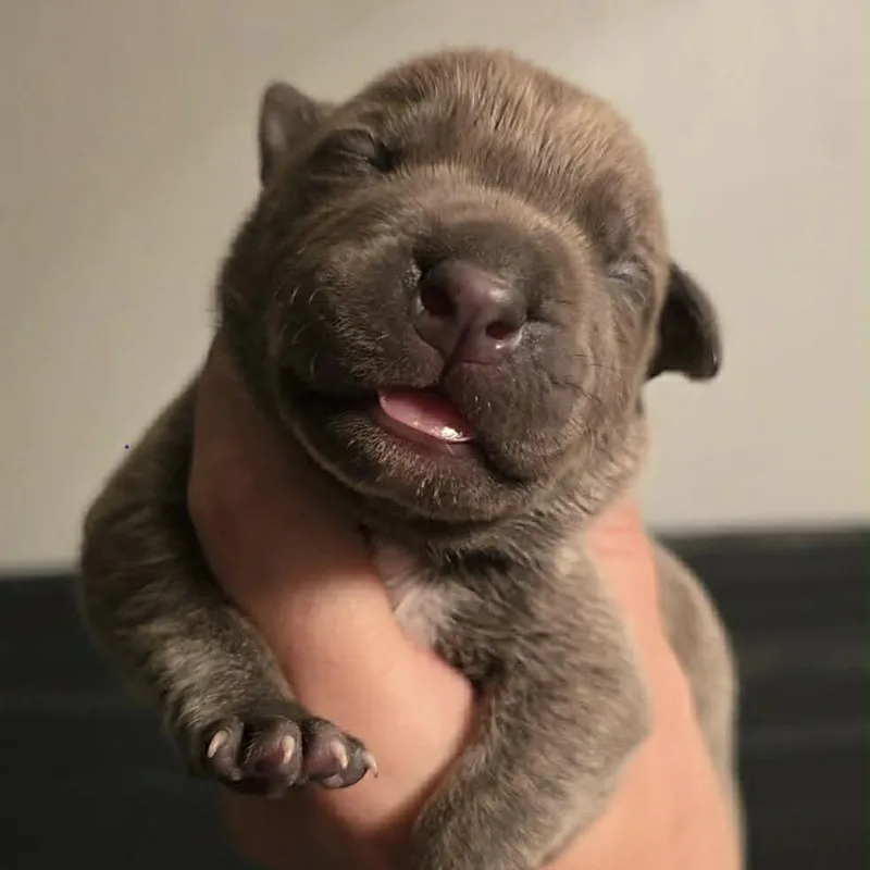 A baby medium-sized male Gray / Blue / Silver Pit Bull Terrier dog named Valentino for adoption in Olathe, KS