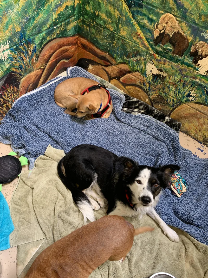 An adult medium-sized female Black Border Collie dog named Callie for adoption in Grass Valley, CA