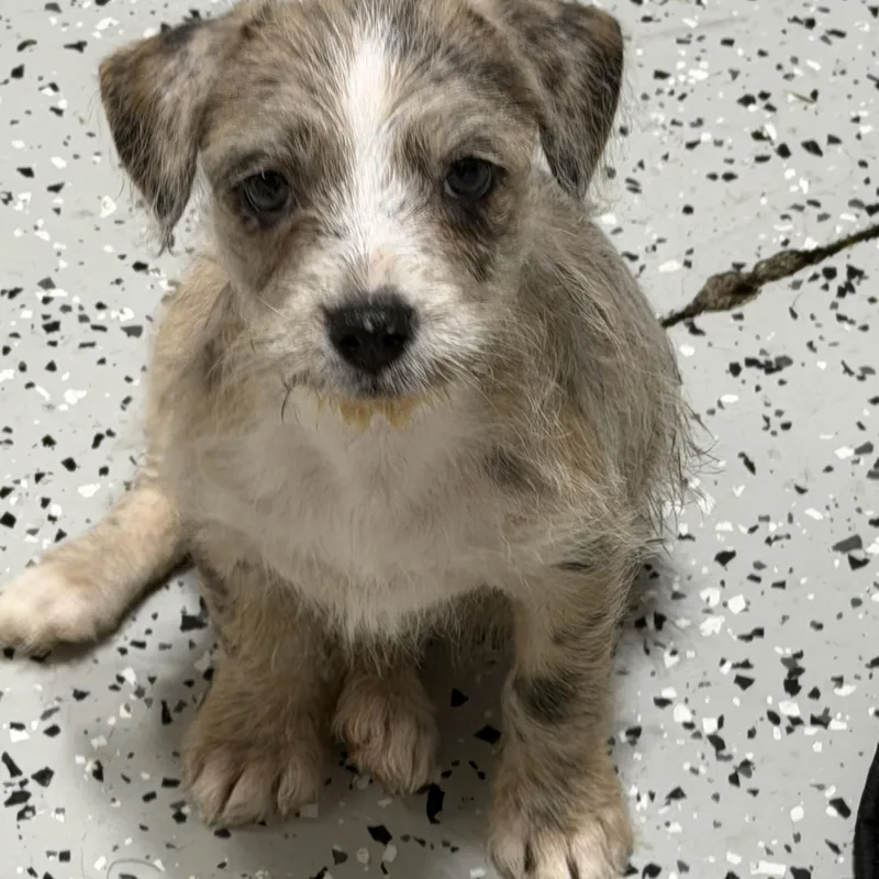 A baby medium-sized female Brindle Mixed Breed dog named Patches for adoption in LEHIGH ACRES, FL