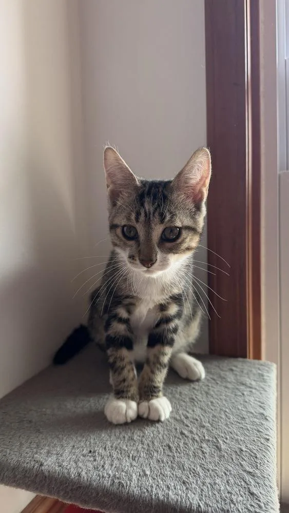 A baby small-sized male Brown / Chocolate Domestic Short Hair cat named Huey for adoption in New Woodstock, NY