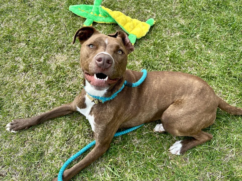 Brock Lonestar thumbnail 2