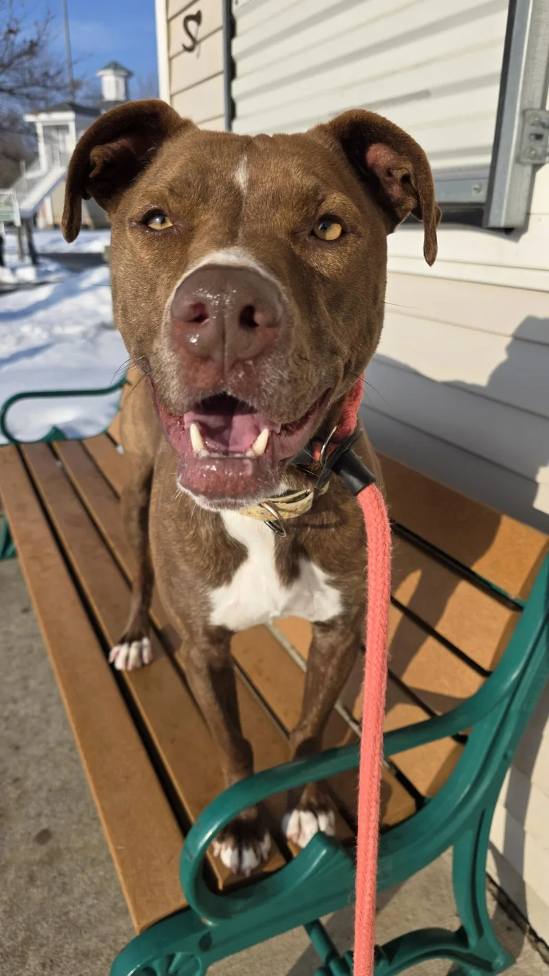 Brock Lonestar thumbnail 3