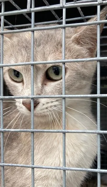 A young large-sized female Domestic Short Hair cat named Mama for adoption in Dallas, TX