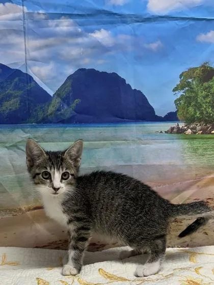 A young small-sized female Domestic Short Hair cat named Tadpole for adoption in San Antonio, TX