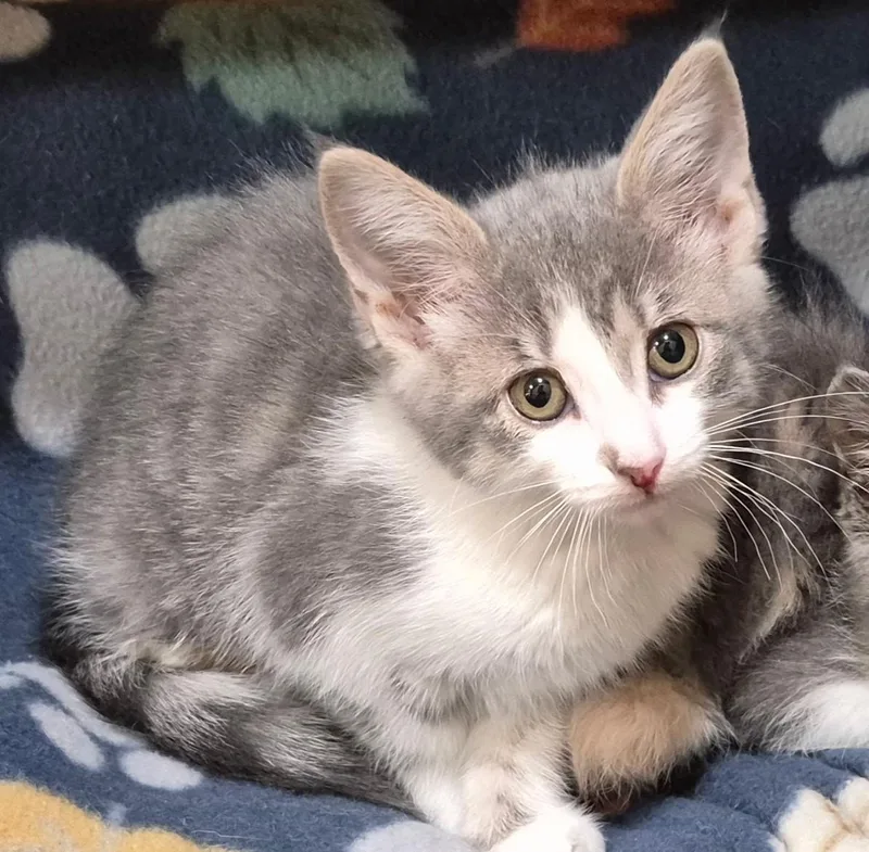 A baby medium-sized female Gray & White Domestic Short Hair cat named Fern for adoption in Tomah, WI