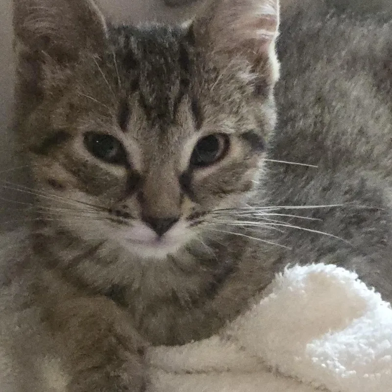 Willow