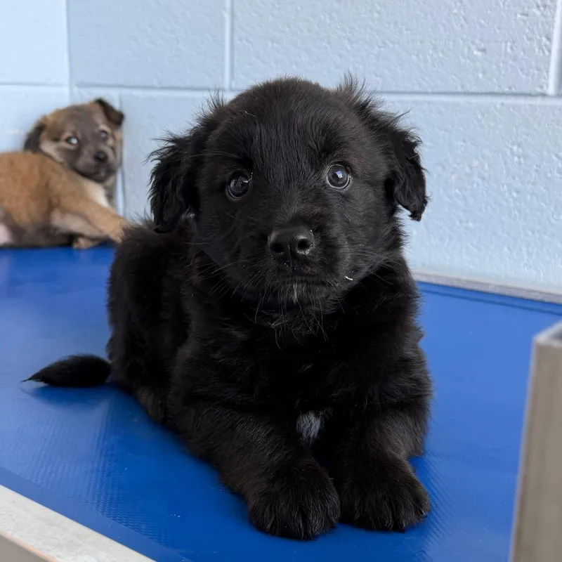 A baby small-sized male Black Mixed Breed dog named Chili Willy for adoption in Martinsville, VA