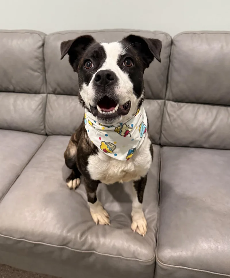 A young medium-sized female Mixed Breed dog named Piper pounds for adoption in Sault Sainte Marie, MI