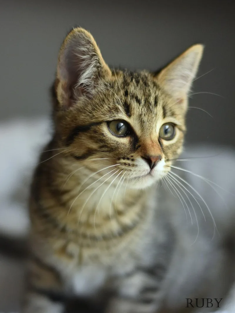 A young medium-sized female Tabby cat named Ruby for adoption in Montgomery, TX