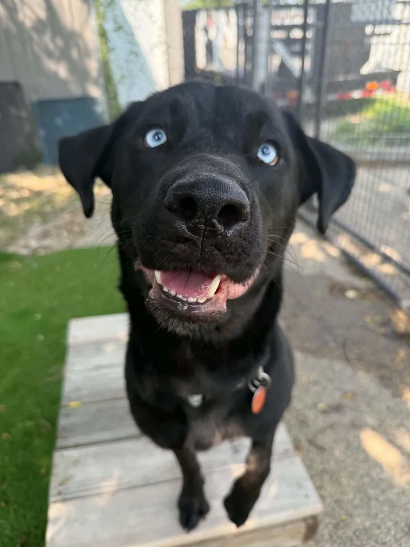 Toby