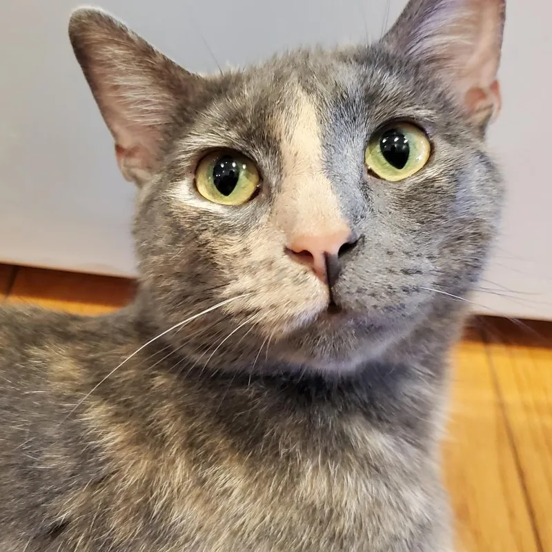 A young small-sized female Tortoiseshell Domestic Short Hair cat named Miss Gravy for adoption in St. Louis, MO
