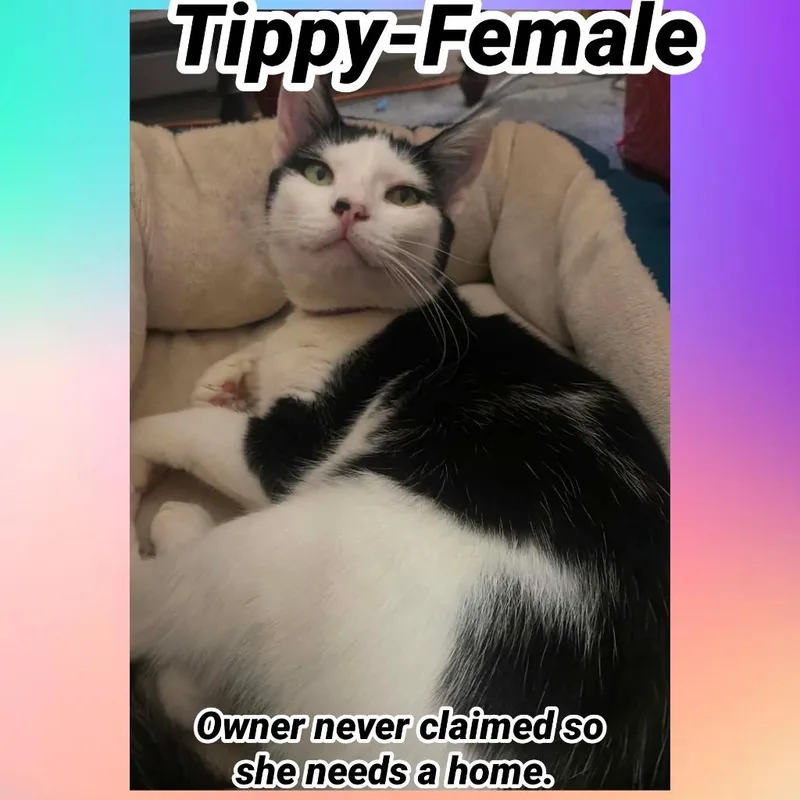 A young small-sized female Domestic Short Hair cat named Tippy for adoption in LIberty, NY