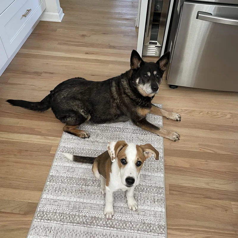 An adult medium-sized female Apricot / Beige Beagle dog named Sissy Aka Lucy for adoption in Newfoundland, NJ
