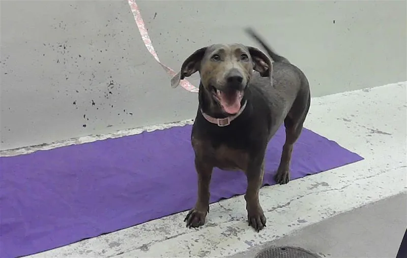 A young medium-sized male Basset Hound dog named Ollie for adoption in Houston, TX