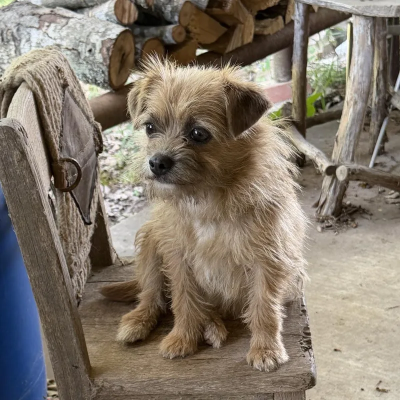 An adult small-sized female Yellow / Tan / Blond / Fawn Terrier dog named Minnie Mouse for adoption in Mount Pleasant, TX