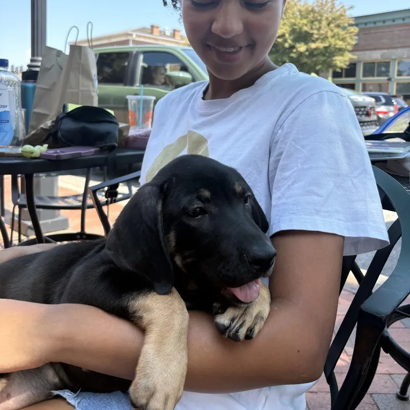 A baby small-sized female Coonhound dog named ALPHARETTA Mazzie for adoption in Blairsville, GA