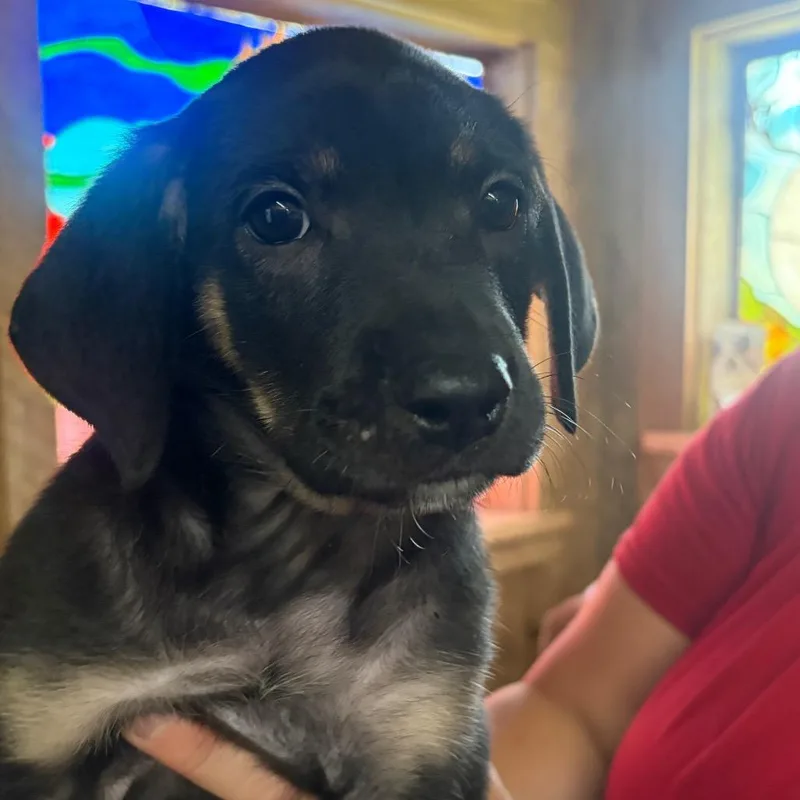ALPHARETTA  Mazzie thumbnail 2