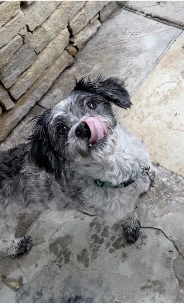 An adult small-sized male Tricolor (Brown, Black, & White) Poodle dog named Eclipse for adoption in Richmond, TX