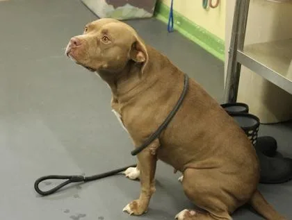 A young large-sized female Terrier dog named Dolly for adoption in Picayune, MS
