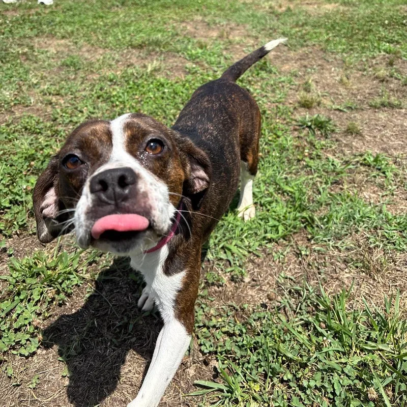 A young small-sized female White / Cream Beagle dog named Evette for adoption in Roxboro, NC