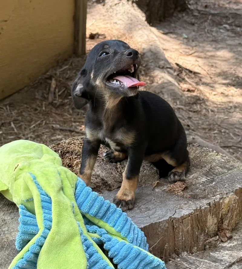 Bindi