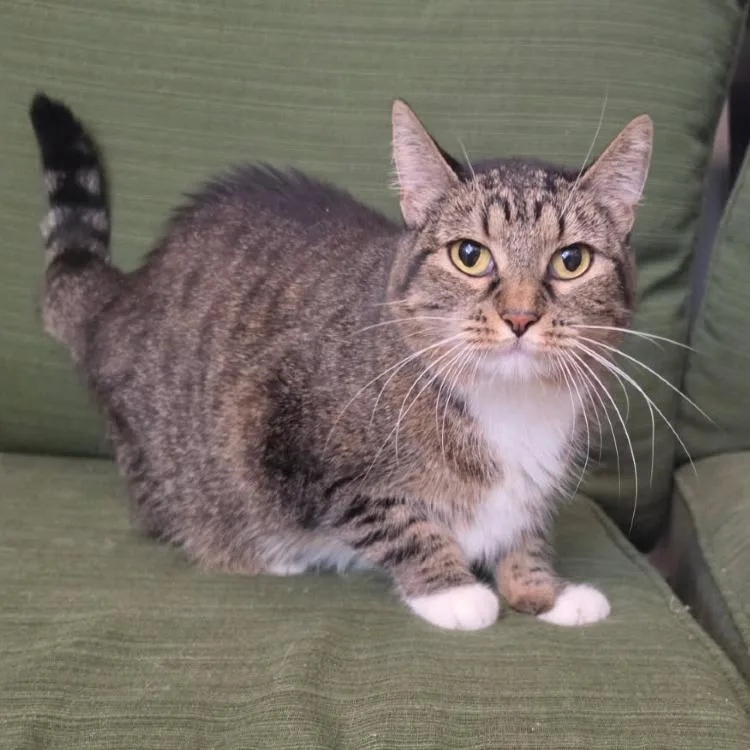A senior medium-sized female Brown / Chocolate Domestic Short Hair cat named Cee Cee for adoption in Murray, UT