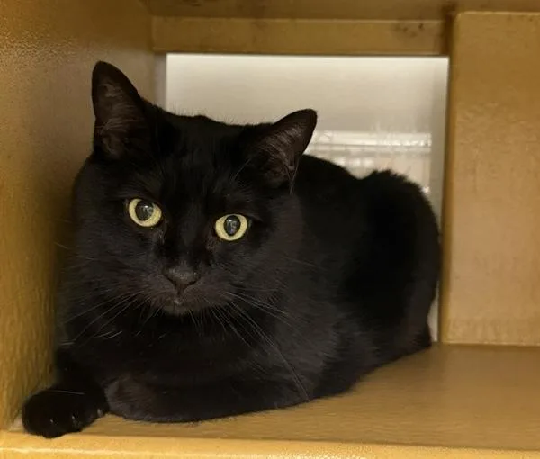 An adult medium-sized male Domestic Short Hair cat named Bagel for adoption in Lexington, KY
