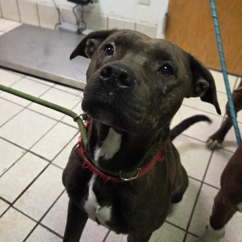 An adult medium-sized female Black Mixed Breed dog named Sue Sue fka Javadi for adoption in Charleston, WV
