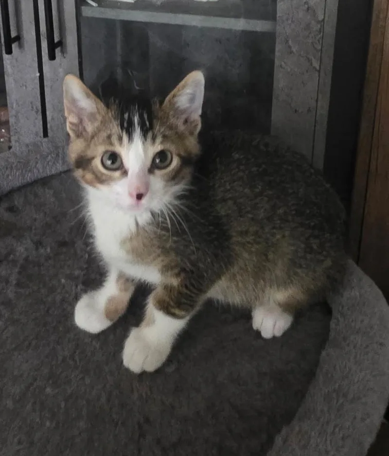 A young medium-sized male Tabby (Gray / Blue / Silver) Domestic Short Hair cat named Frankie for adoption in Chicago Ridge, IL