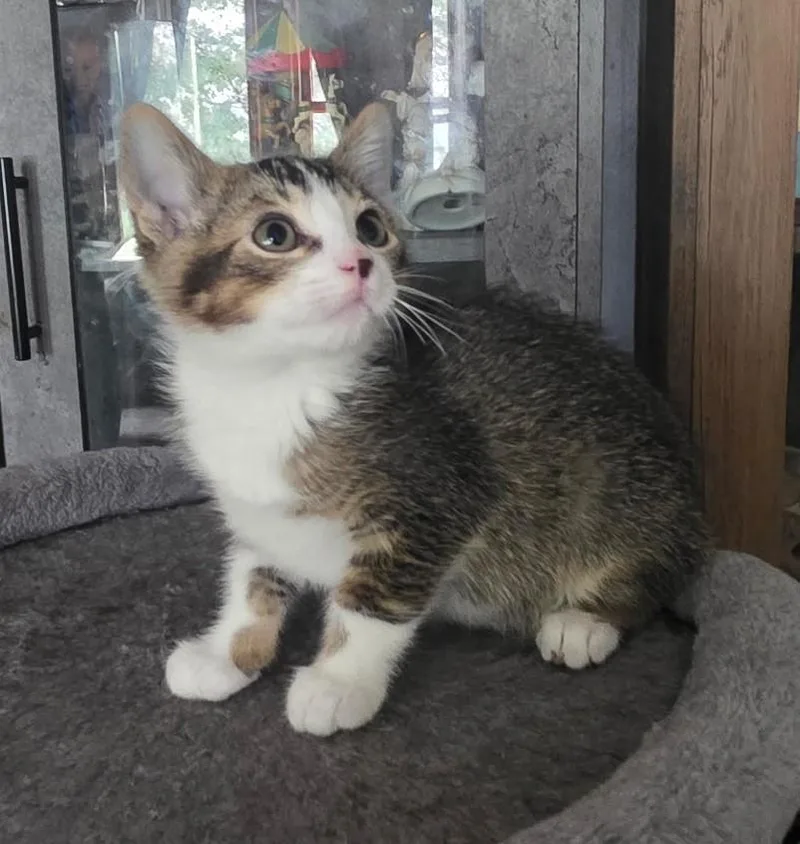 Frankie thumbnail 2