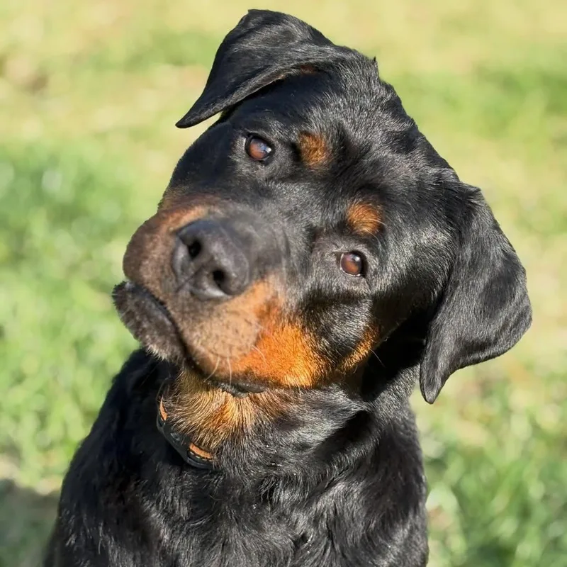 A young large-sized female Bicolor Rottweiler dog named Toffee for adoption in Detroit, MI