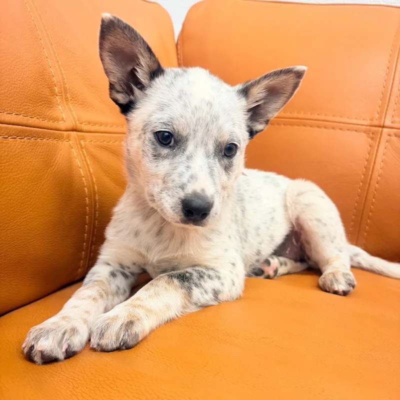 A baby small-sized female Australian Cattle Dog / Blue Heeler dog named Sky for adoption in Parker, CO