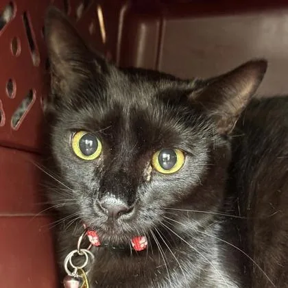 An adult medium-sized female Black Domestic Short Hair cat named Tiny for adoption in Lansing, MI