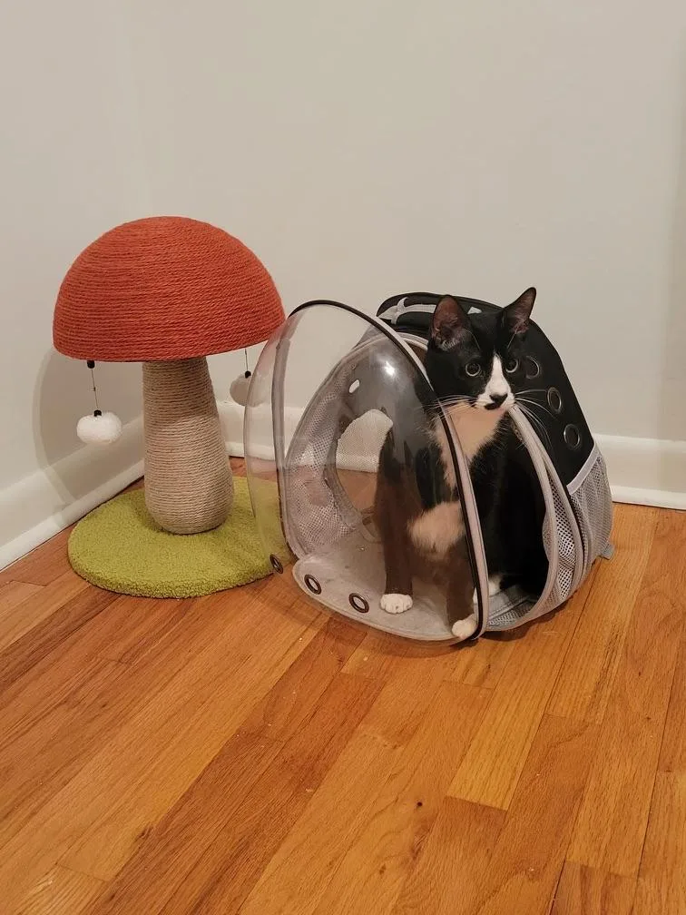 Sebastian thumbnail 2