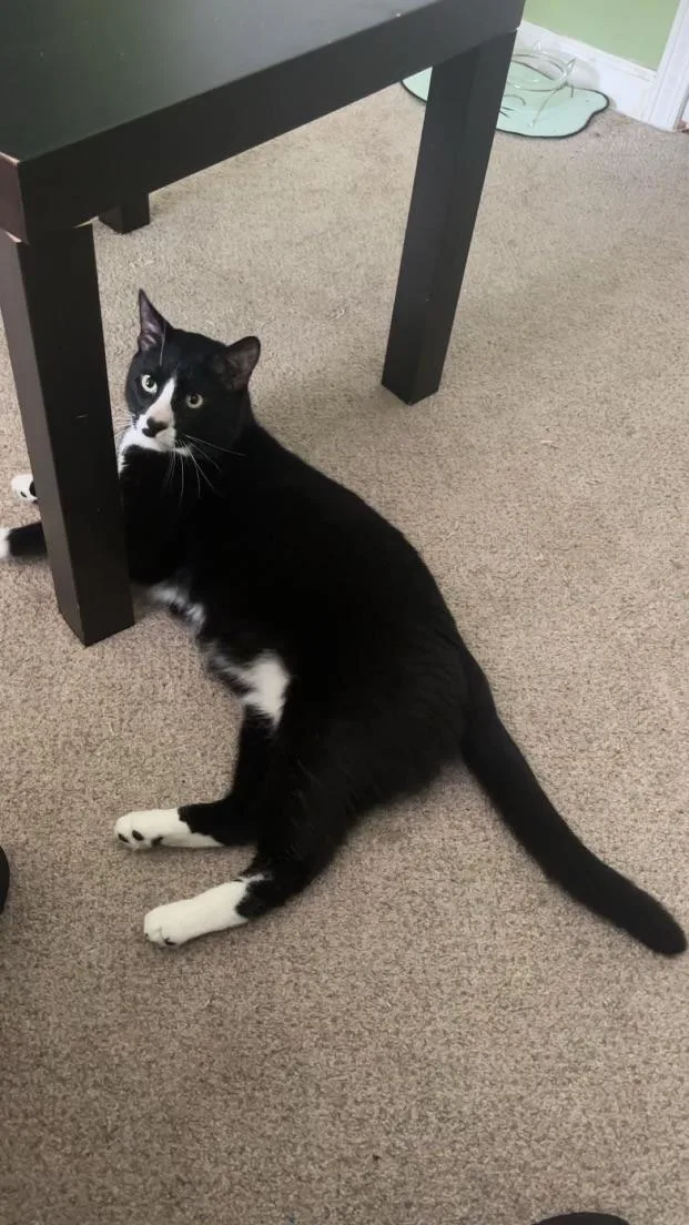 Sebastian thumbnail 3