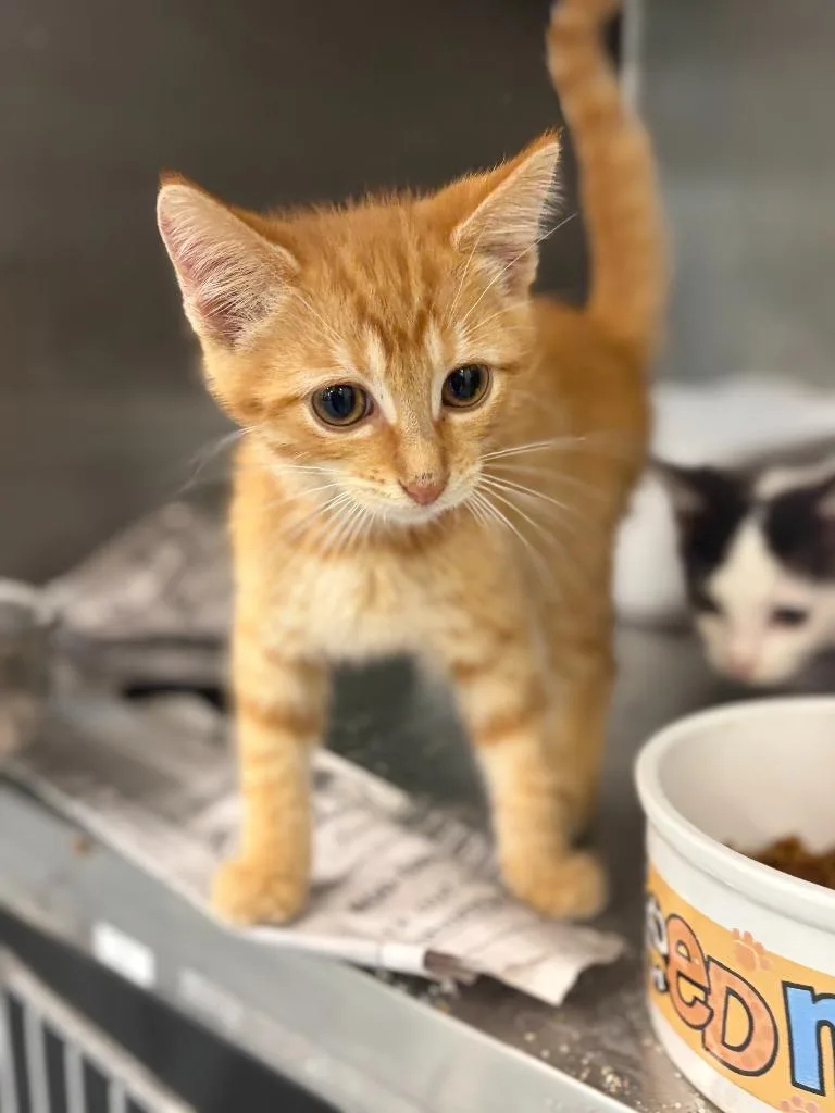 A baby medium-sized male Domestic Short Hair cat named Thomas for adoption in Portland, IN