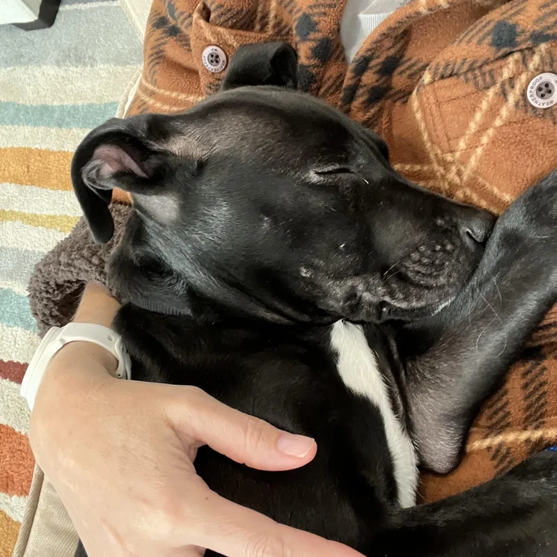 A baby medium-sized male Black Mixed Breed dog named Luffy for adoption in Columbia, MD