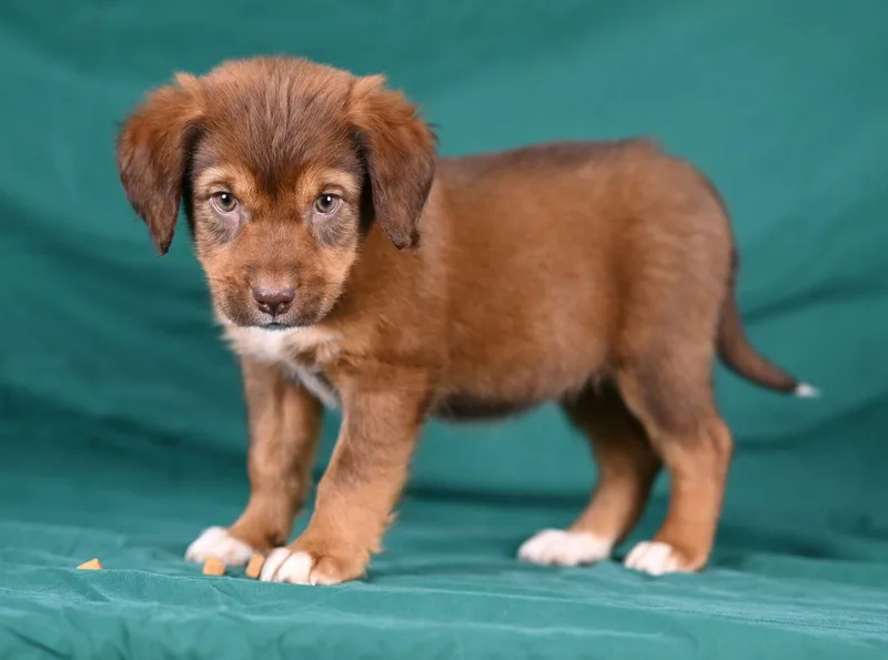 A baby medium-sized female Beagle dog named Kate Tafferty for adoption in Newport, KY