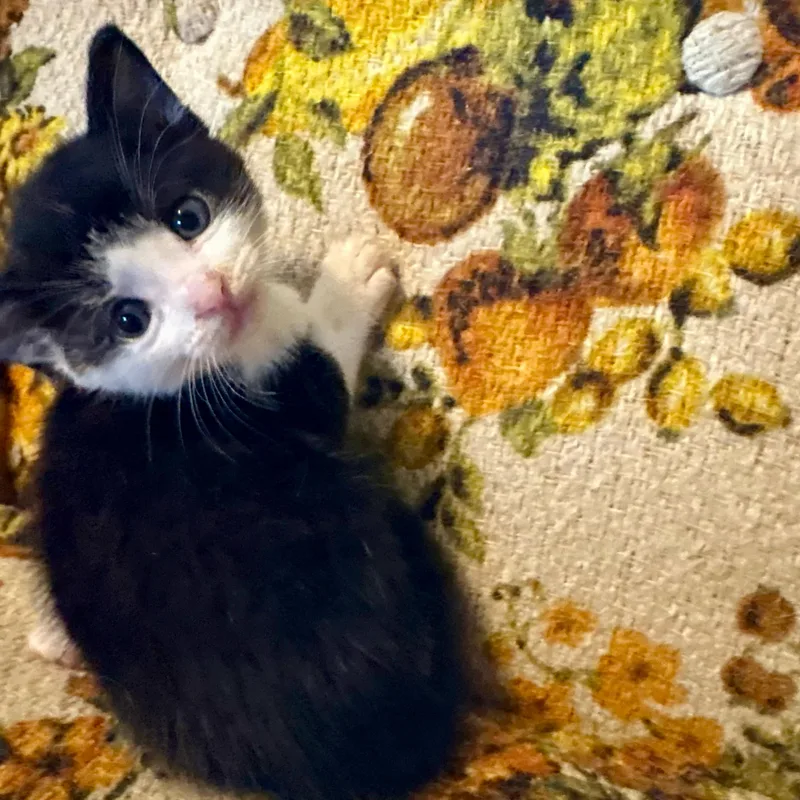 A young medium-sized female Black & White / Tuxedo Domestic Short Hair cat named Crying for adoption in Akron, OH