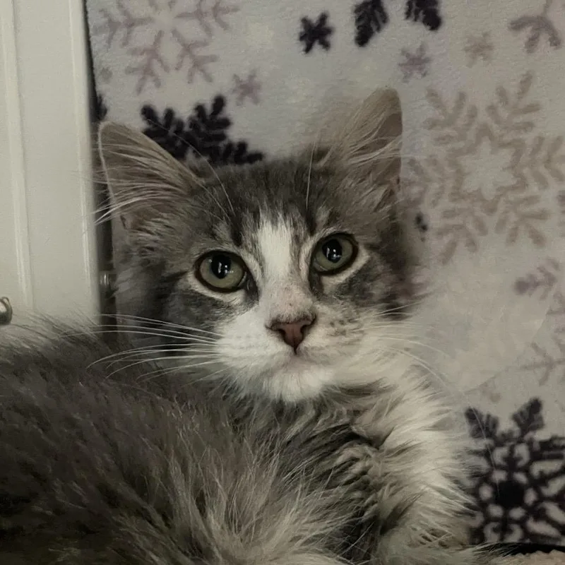 A baby small-sized male Gray / Blue / Silver Domestic Long Hair cat named Colin Jost for adoption in Chicago, IL