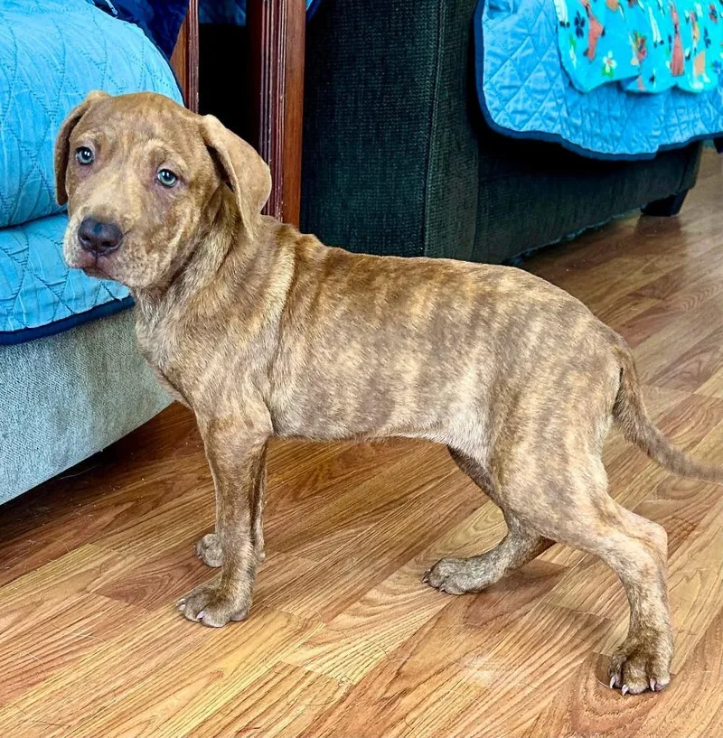 A baby large-sized female Mixed Breed dog named Tesla for adoption in Fond Du Lac, WI