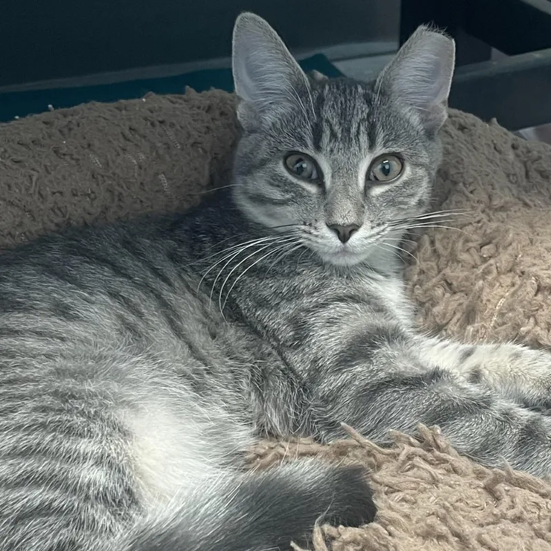A baby small-sized female Gray & White Domestic Short Hair cat named Cersei for adoption in New Philadelphia, OH