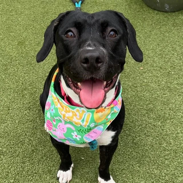 A young medium-sized female Pit Bull Terrier dog named Cookie for adoption in Statesville, NC
