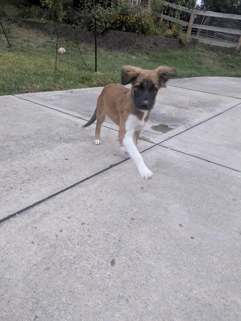 A baby large-sized male Australian Shepherd dog named Jagger for adoption in Newport, KY
