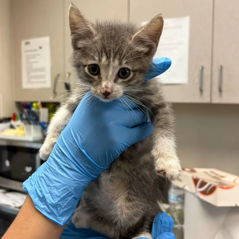 A baby small-sized female Gray / Blue / Silver Domestic Short Hair cat named Harmony for adoption in San Antonio, TX