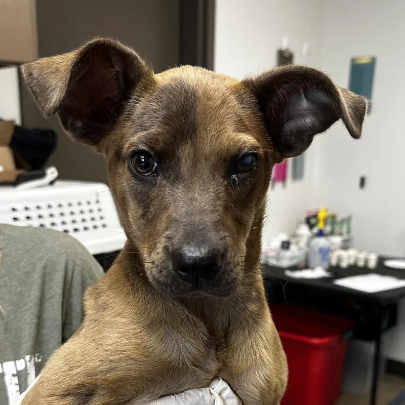 A baby small-sized female Brown / Chocolate Catahoula Leopard Dog dog named Button for adoption in Cleveland, MS