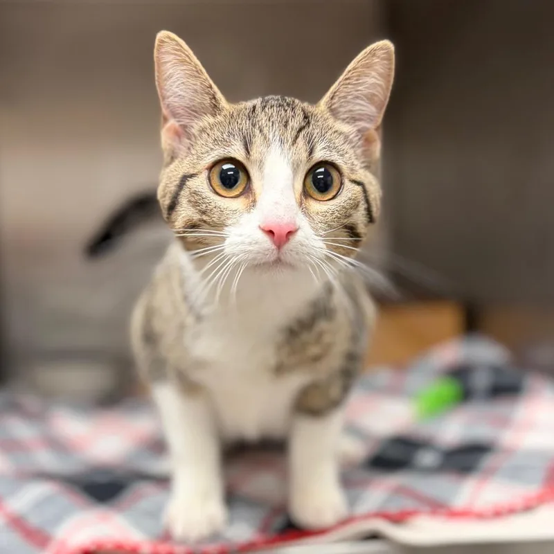 A baby medium-sized female Gray / Blue / Silver Domestic Short Hair cat named Hatty for adoption in Milan, IL