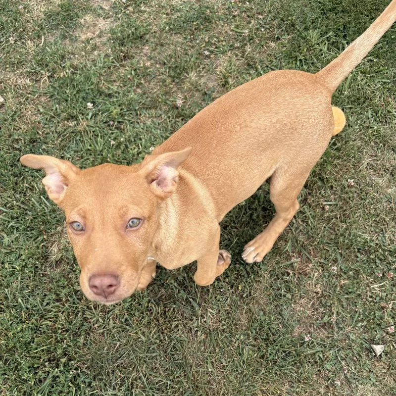 A baby medium-sized female Mixed Breed dog named Aspen D for adoption in Napoleon, OH